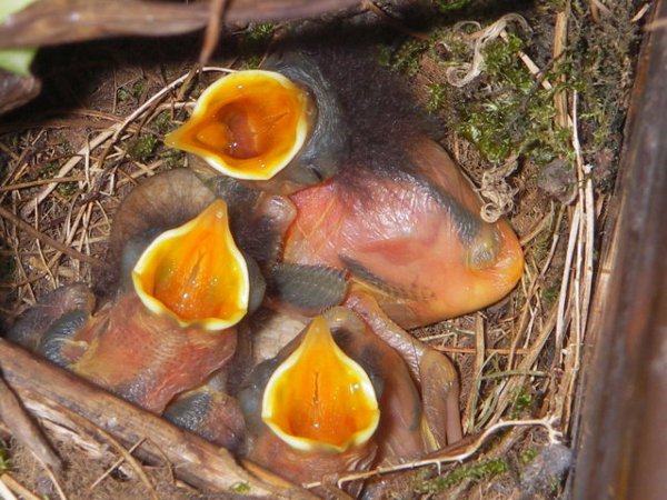 Vogelnest