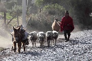 Speck Lamas