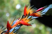 Speck_Blüte