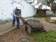 Galapagos Schildkröte