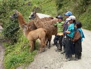 Lama-Nutztierhaltung  Riobamba