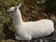 weisses Lama