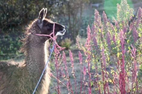 Lama mit Blumen