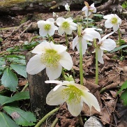schneerose