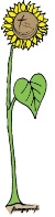 Logo Sonnenblume farbig