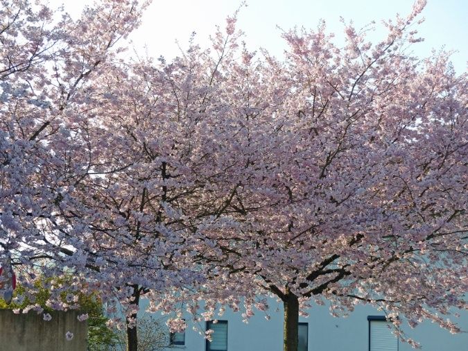 PVT_Fruehling_und_Sturm_16 (2)