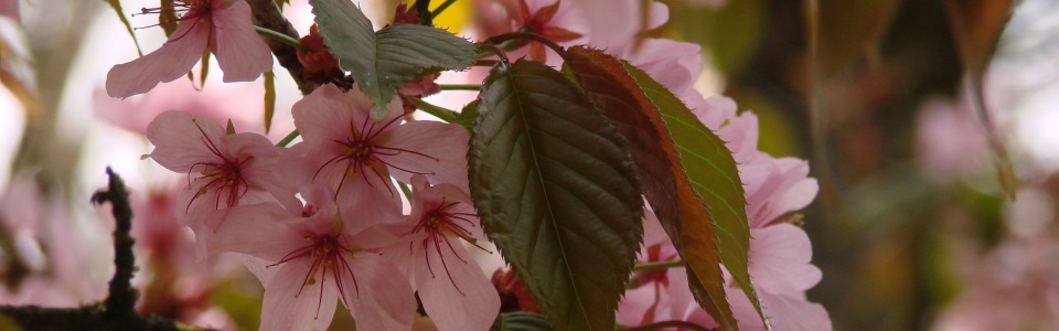 Kirschblüte im Rosengarten