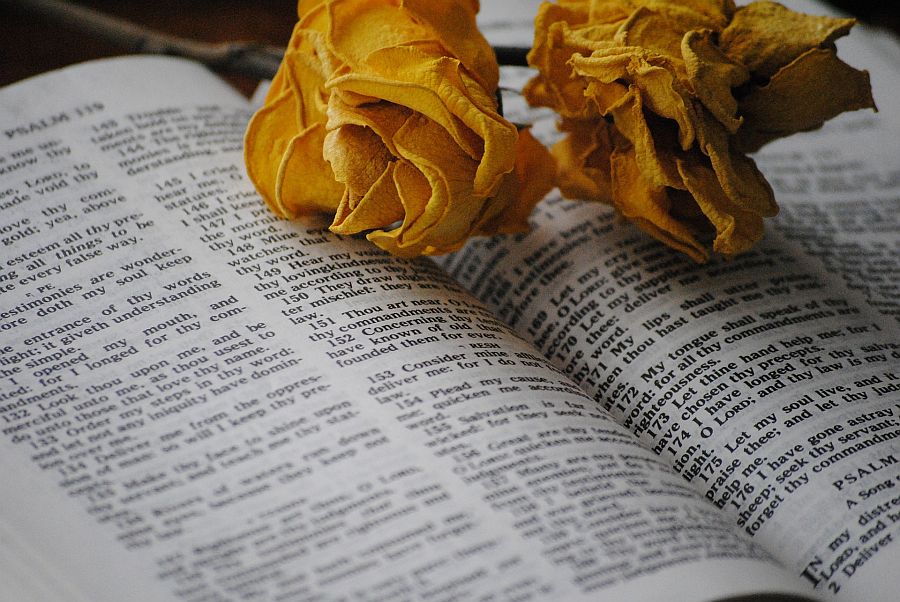 Rosen, Bibel