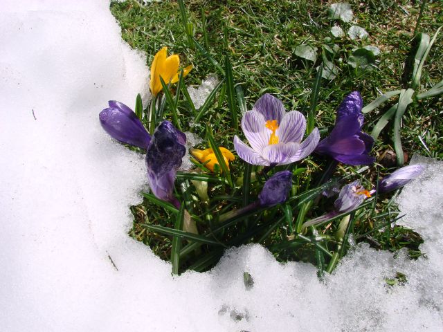 Krokus