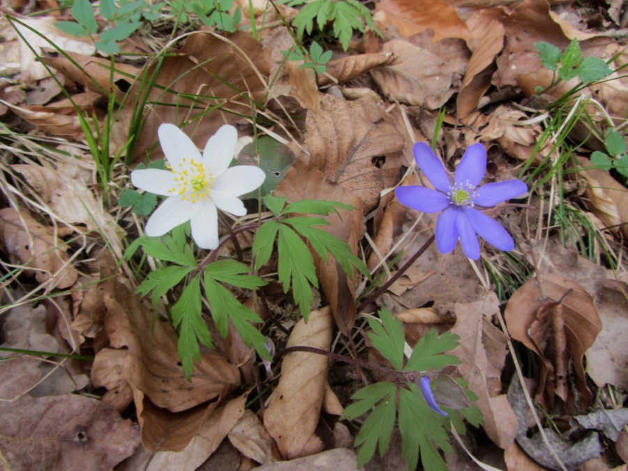 Frühling