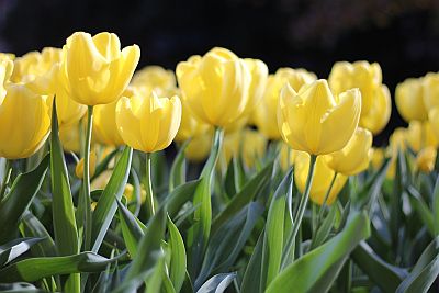 Viele gelbe Tulpen im Sonnenlicht