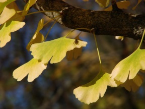 Ginko im Herbstlicht