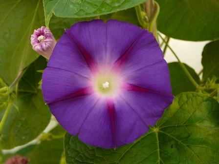 Blume