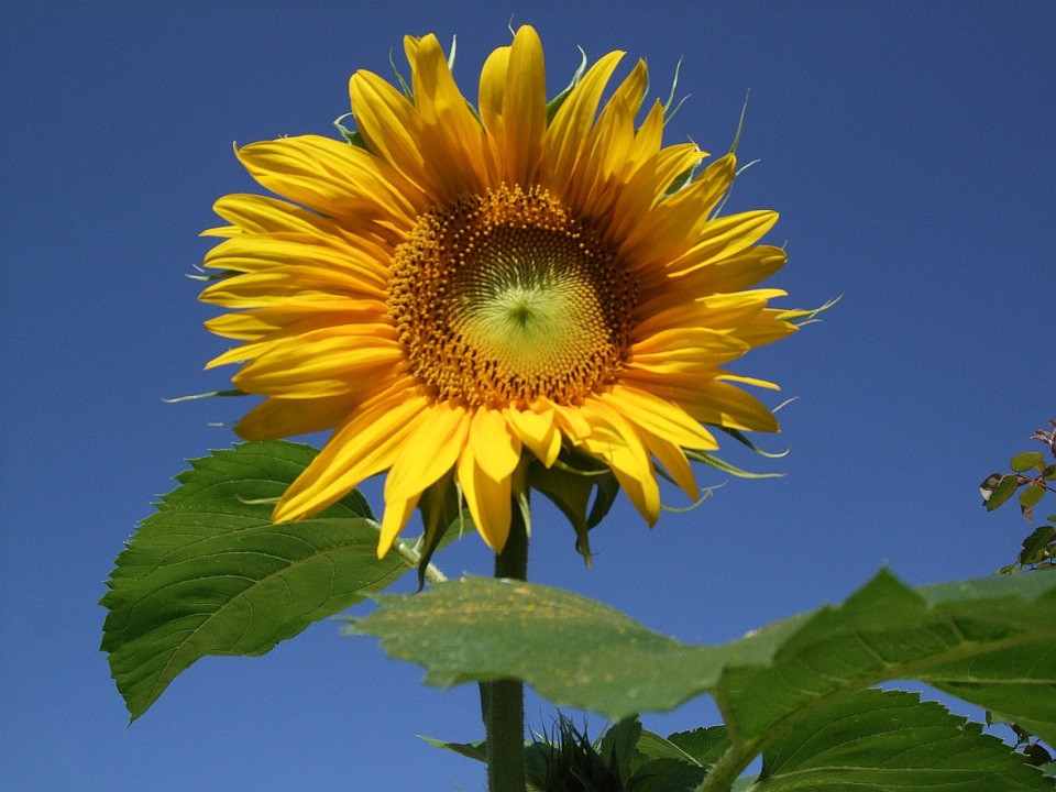 Sonnenblume