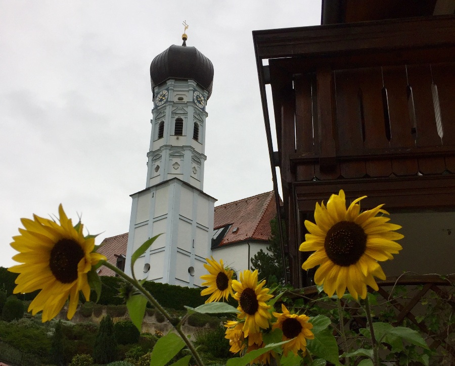 Kirchesonnenblumen
