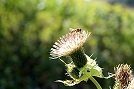 Bild Blume Biene