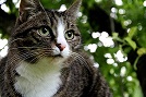 Bild Katze