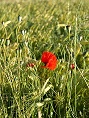 Bild Mohnblume