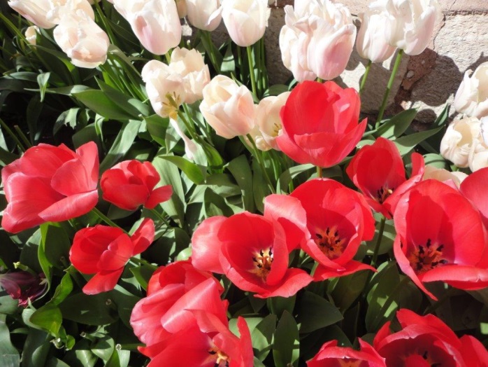 kopfgraphik_tulpen