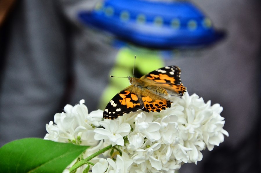 Schmetterling auf Blüte