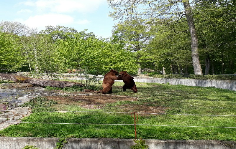 Tierpark Bären 2018