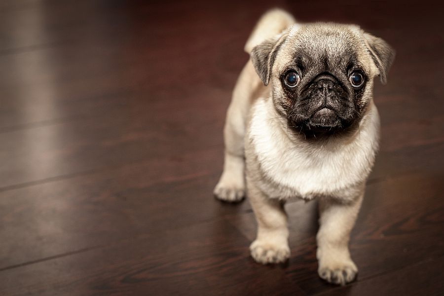 Mops läuft vor dunklem Hintergrund