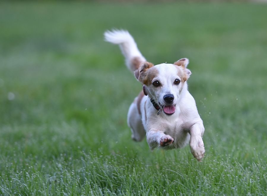 Kleiner Hund rennt mit fliegenden Ohren auf einer Wiese