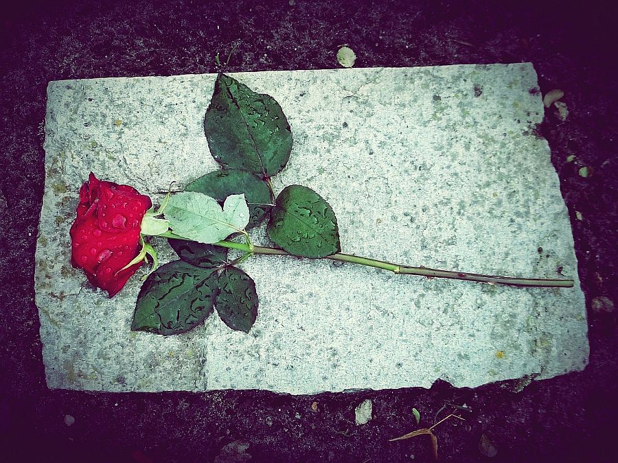 Rote, leicht verwelkte Rose liegt auf einem Stein im Regen