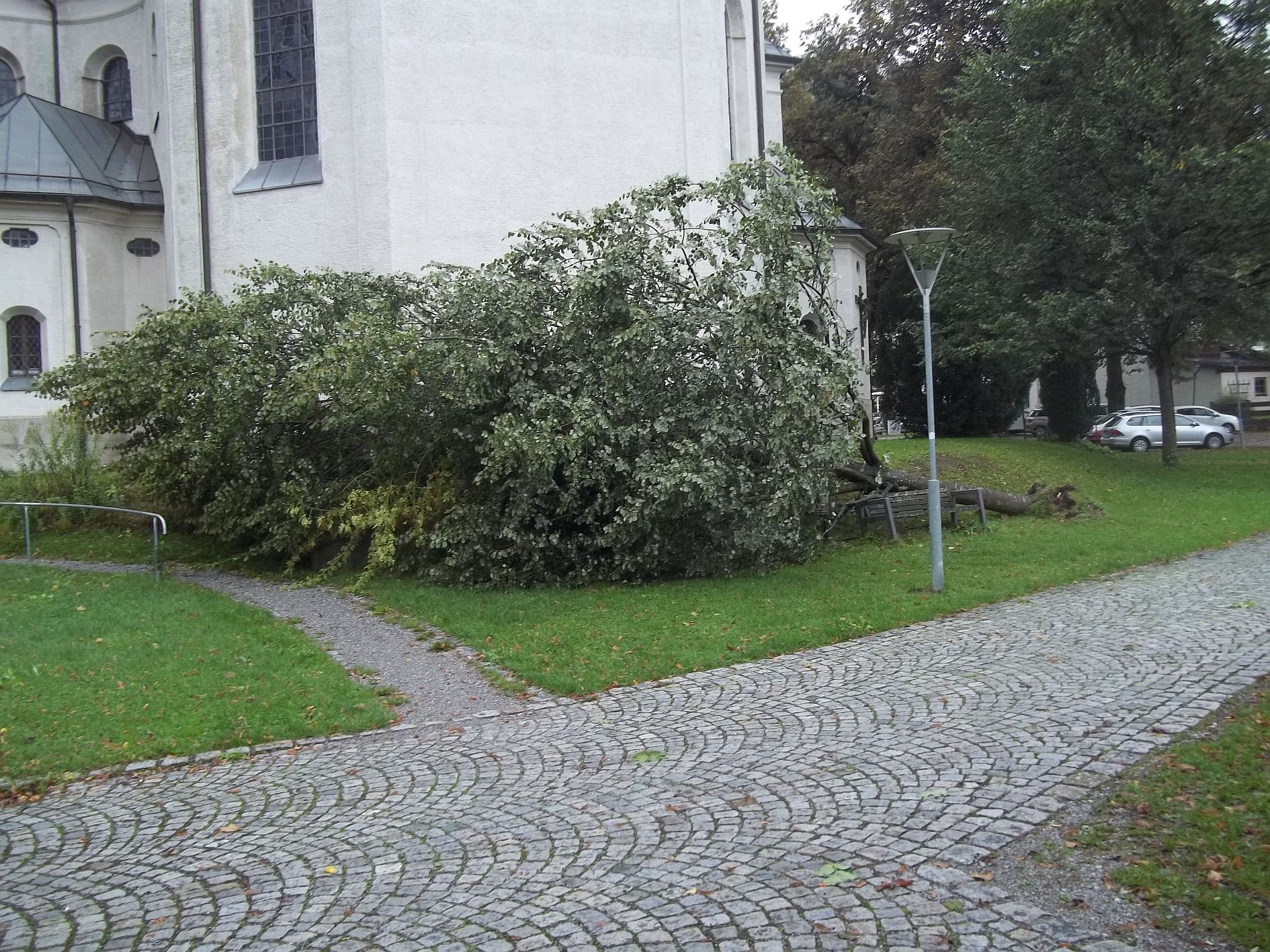 Sturm faellt Baum