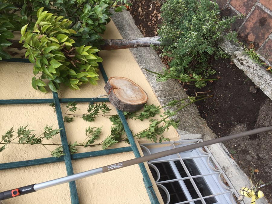 Weinstock frisch gepflanzt