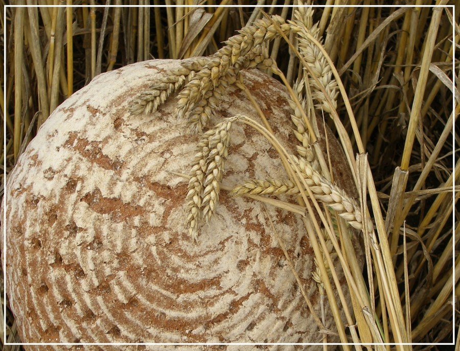 Brot und Getreide